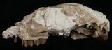 Partial Oligocene Camel (Poebrotherium) Skull - Nebraska #10752-1